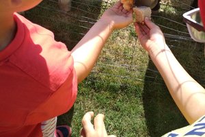 Wyjazd przedszkolaów  do Zagrody Edukacyjnej  w  ramach projektu pn. „Nowa Jakość Edukacji w Integracyjnym Przedszkolu Krasnala Hałabały” - 21.06.2019_15-10-5034.jpg