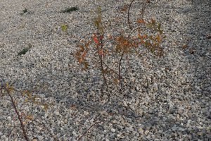 Budowa i wyposażenie ogrodu sensorycznego - inwestycja po zakończeniu realizacji - 20170905_0004.jpg