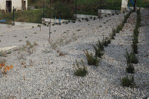 Budowa i wyposażenie ogrodu sensorycznego - inwestycja po zakończeniu realizacji - 20170905_0005.jpg