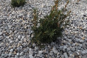 Budowa i wyposażenie ogrodu sensorycznego - inwestycja po zakończeniu realizacji - 20170905_0009.jpg