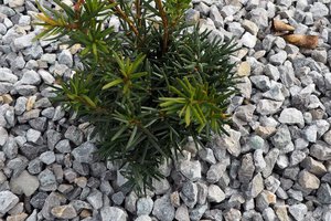 Budowa i wyposażenie ogrodu sensorycznego - inwestycja po zakończeniu realizacji - 20170905_0014.jpg