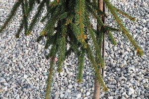 Budowa i wyposażenie ogrodu sensorycznego - inwestycja po zakończeniu realizacji - 20170905_0018.jpg