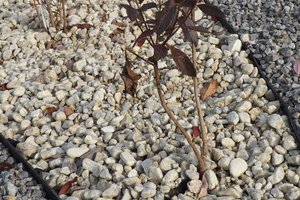 Budowa i wyposażenie ogrodu sensorycznego - inwestycja po zakończeniu realizacji - 20170905_0020.jpg