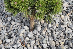 Budowa i wyposażenie ogrodu sensorycznego - inwestycja po zakończeniu realizacji - 20170905_0021.jpg