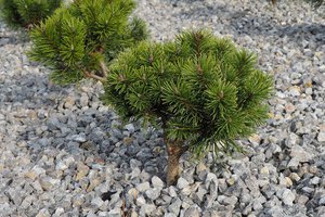 Budowa i wyposażenie ogrodu sensorycznego - inwestycja po zakończeniu realizacji - 20170905_0023.jpg