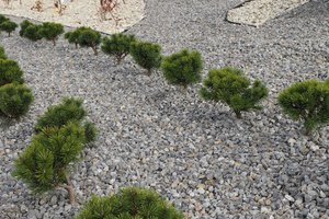 Budowa i wyposażenie ogrodu sensorycznego - inwestycja po zakończeniu realizacji - 20170905_0024.jpg