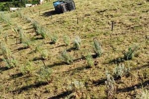 Budowa i wyposażenie ogrodu sensorycznego - inwestycja w trakcie realizacji - 20170910_0007.jpg