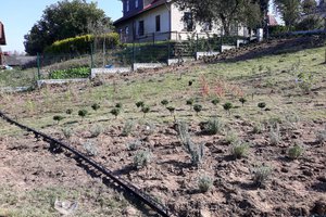 Budowa i wyposażenie ogrodu sensorycznego - inwestycja w trakcie realizacji - 20170929_0003.jpg