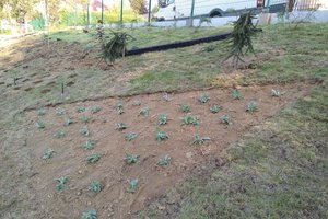 Budowa i wyposażenie ogrodu sensorycznego - inwestycja w trakcie realizacji - 20170929_0005.jpg