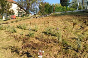 Budowa i wyposażenie ogrodu sensorycznego - inwestycja w trakcie realizacji - 20170929_0008.jpg