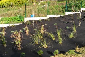 Budowa i wyposażenie ogrodu sensorycznego - inwestycja w trakcie realizacji - 20170929_0013.jpg