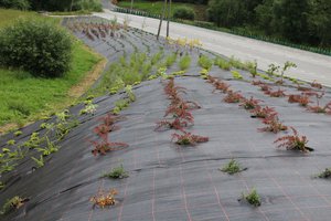 Zagospodarowanie terenu Etap II 2018 - 20180406_0004.jpg