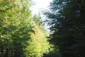 wielopole - sośnice - jaszczurowa 2018 - 20180424_084120.jpg