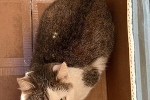 Koty - 370086296_1312127999447136_5807359483634181420_n.jpg