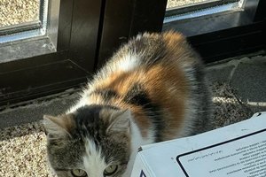 Koty - 377322151_2388321431555724_6124344133045817810_n.jpg