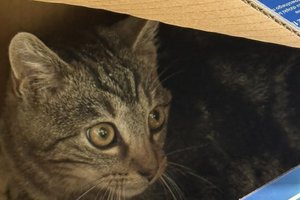 Koty - 385522761_350382664148146_5078728432425875025_n.jpg