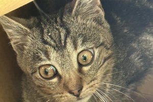 Koty - 398529174_1058825568888889_7496428919735131595_n.jpg