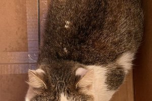 Koty - 399776767_276517698174357_4396960873349200890_n.jpg