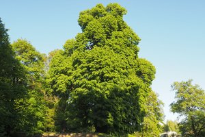 Lipa prof. Szafera w Broniszowie - 1010124.jpg