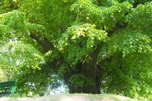 Lipa prof. Szafera w Broniszowie - 1010126.jpg