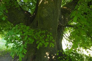 Lipa prof. Szafera w Broniszowie - 1010128.jpg