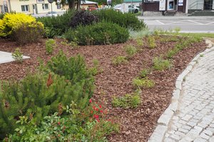 Nasadzenia - p1011947.jpg