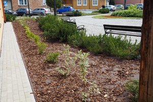 Nasadzenia - p1011951.jpg