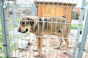 Pies - fb_img_1745170750460.jpg