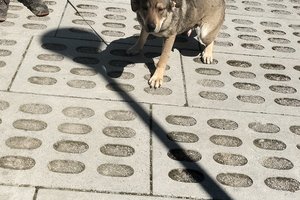 Pies - img20250428134750.jpg