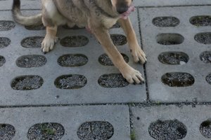 Pies - img20250428134818.jpg