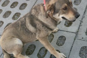 Pies - img20250428134823.jpg