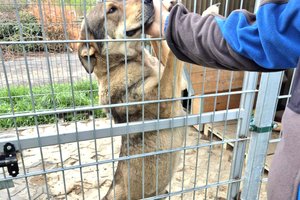 Pies - messenger_creation_d2d75465-1d9a-4015-87a1-af115fc7c666.jpeg