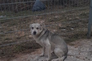 pies - image0000011.jpg