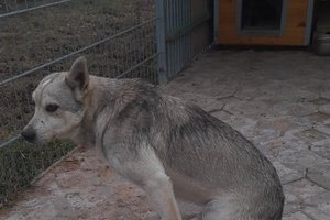 pies - image000002.jpg