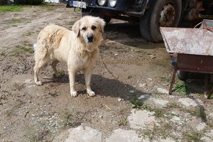 PIES - 20190808_110633.jpg