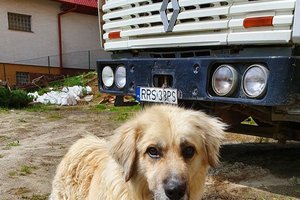 PIES - 20190808_110649.jpg