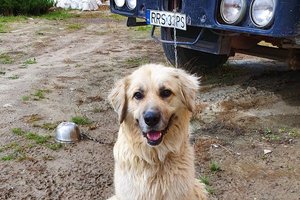 PIES - 20190808_110712.jpg