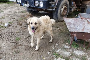 PIES - 20190808_110757.jpg