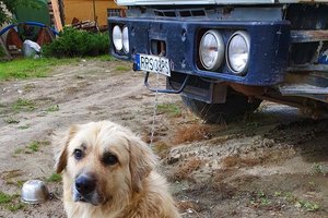 PIES - 20190808_110806.jpg