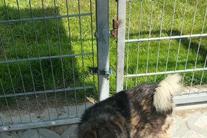 Piesek - img20250612111116.jpg