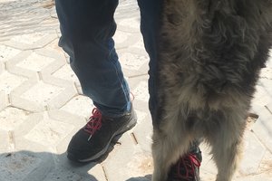 Piesek - img20250612111140.jpg