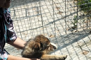 Piesek - img20250612111149.jpg