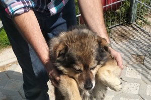 Piesek - img20250612111156.jpg