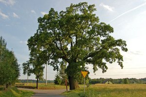 Dąb Ustrobnianka - 20180406_0001.jpg