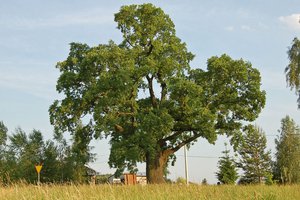 Dąb Ustrobnianka - 20180406_0002.jpg