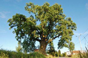 Dąb Ustrobnianka - 20180406_0003.jpg