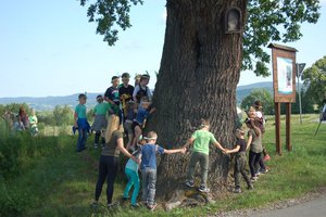 Dąb Ustrobnianka - 20180406_0004.jpg