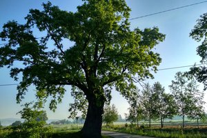 Dąb Ustrobnianka - 20180406_0005.jpg