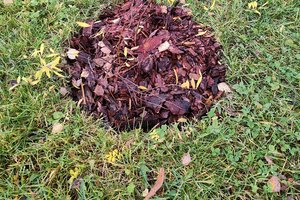 Sadzenie drzew - zdj_3.jpg