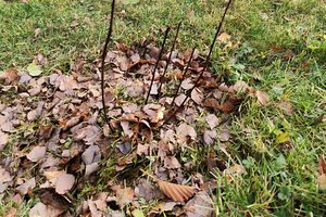 Sadzenie drzew - zdj_4.jpg